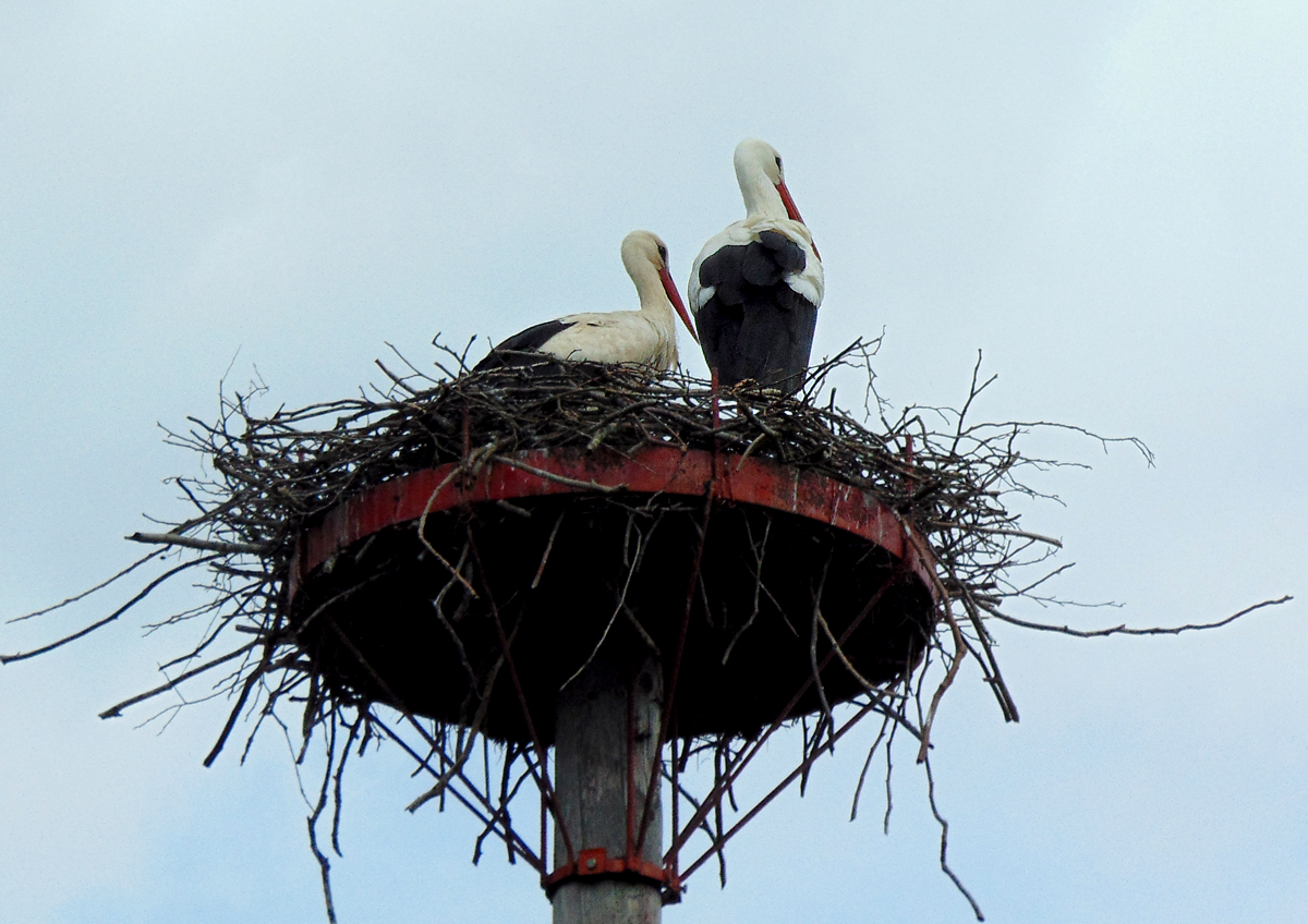 28_Zwei_im_Nest.jpg