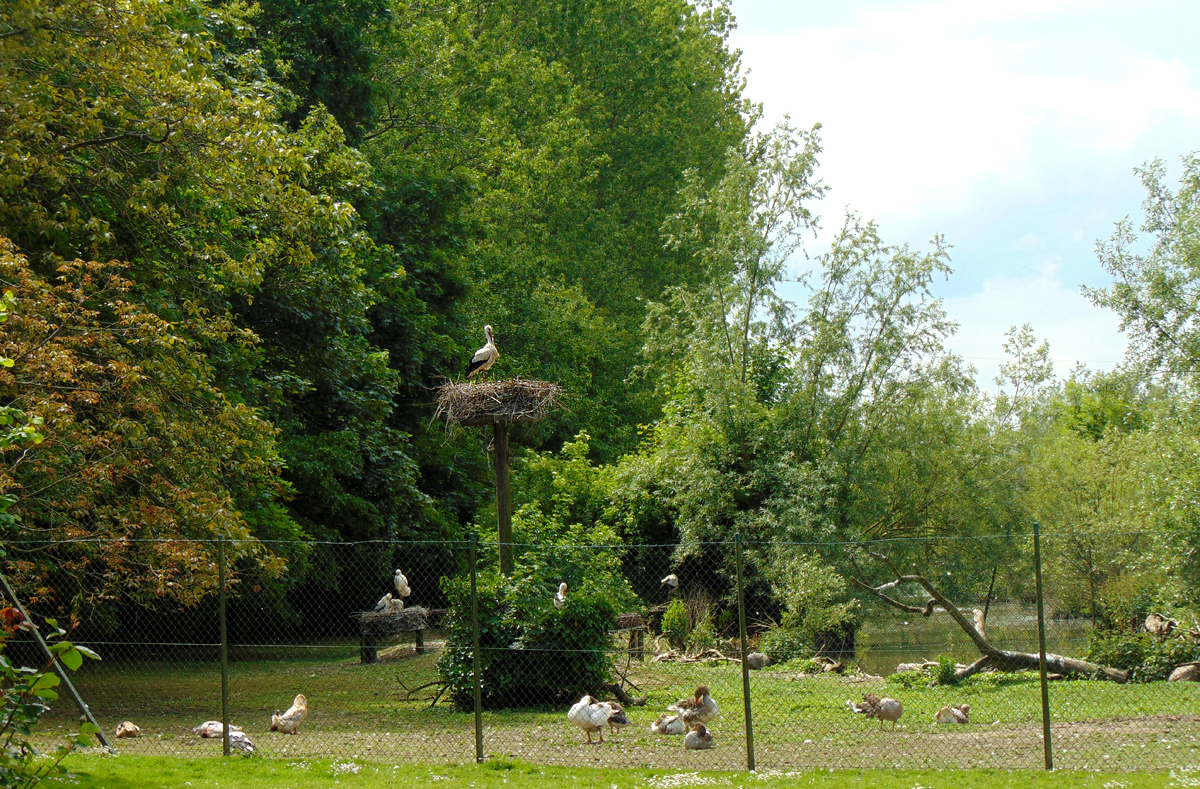 29-Storchen-Pflegestation.jpg