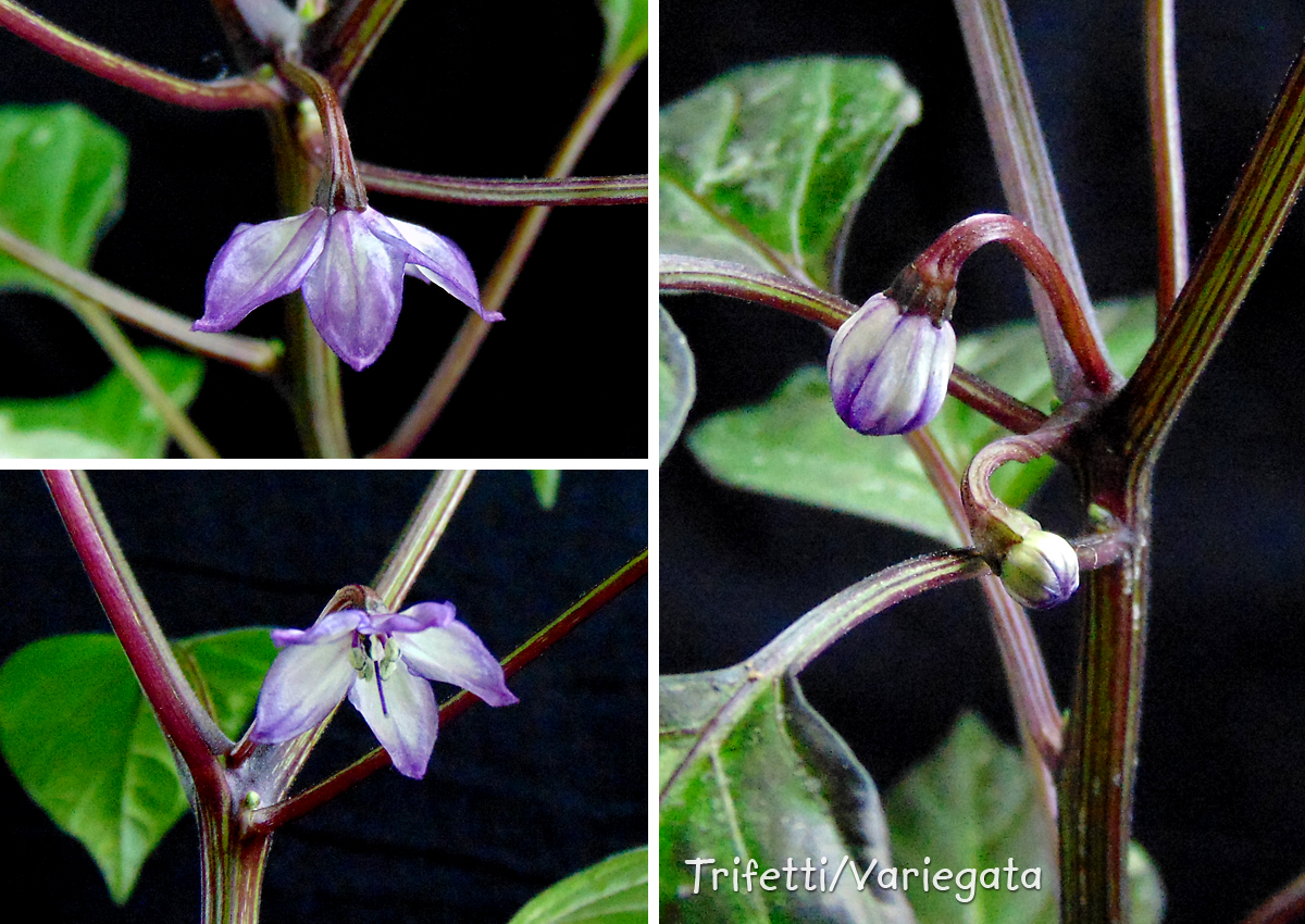 300322_Trifetti_flowers-trio.jpg
