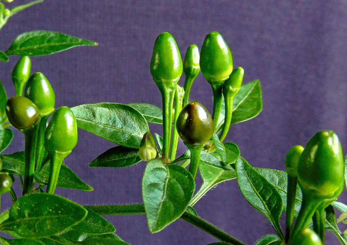 30062022_BEB-fruits_macro.jpg