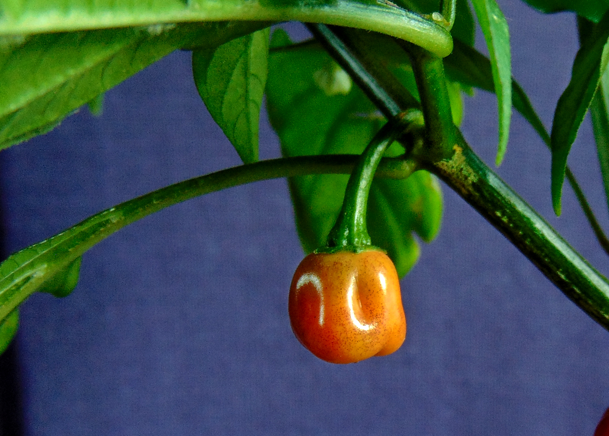 30062022_CGN21500_II-tiny_fruit-2.jpg