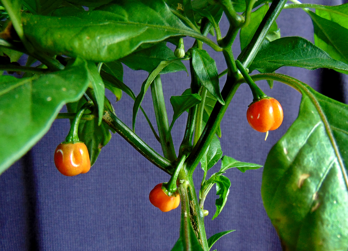 30062022_CGN21500_II-tiny_fruits.jpg