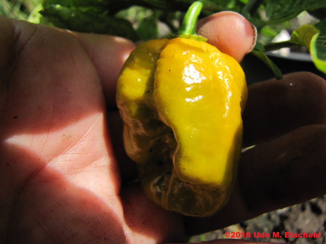 33_big_mustard_mama_frucht_31_12_2018_ok.jpg