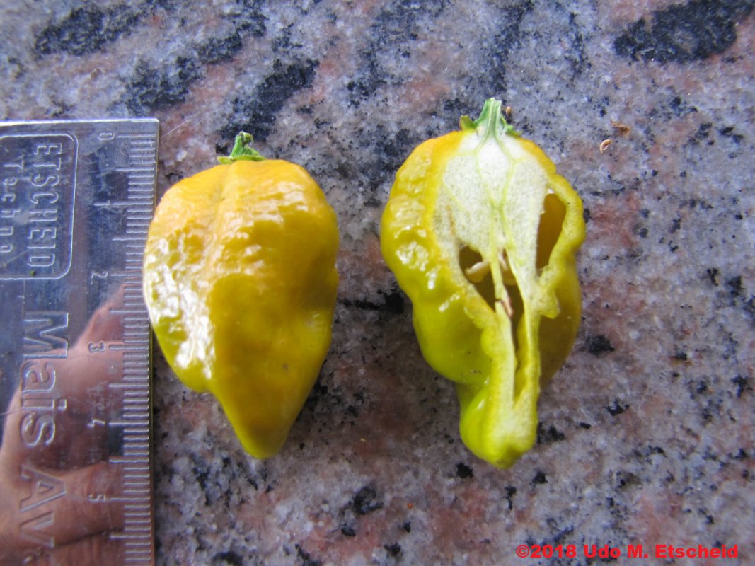 33_big_mustard_mama_frucht_offen_31_12_2018_ok.jpg