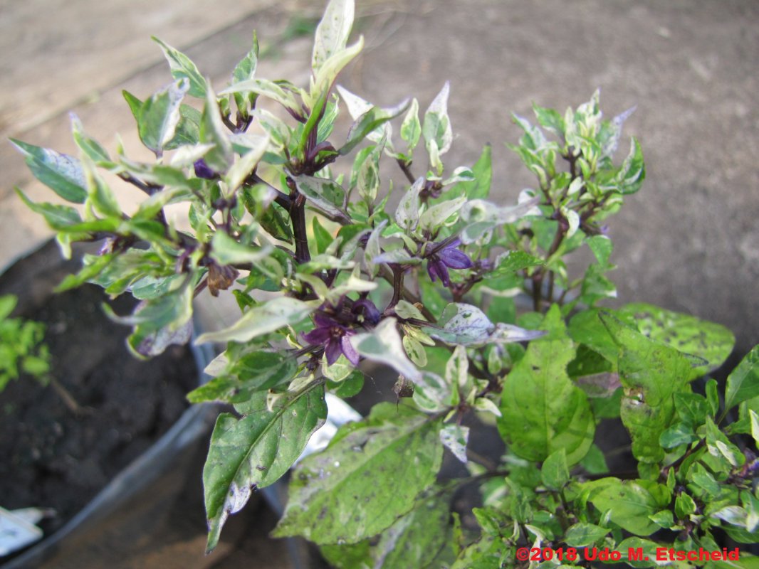 382_variegata_18_03_2018_ok.jpg