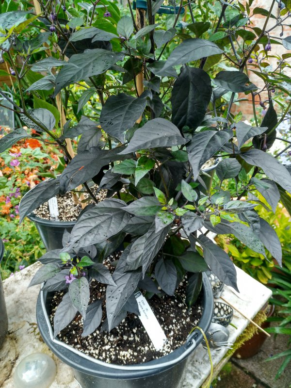 3_purple serrano_1.jpg