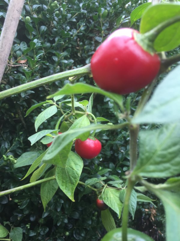 44AB288C-C47D-422D-91C5-AA2FF3E9F63B.jpeg