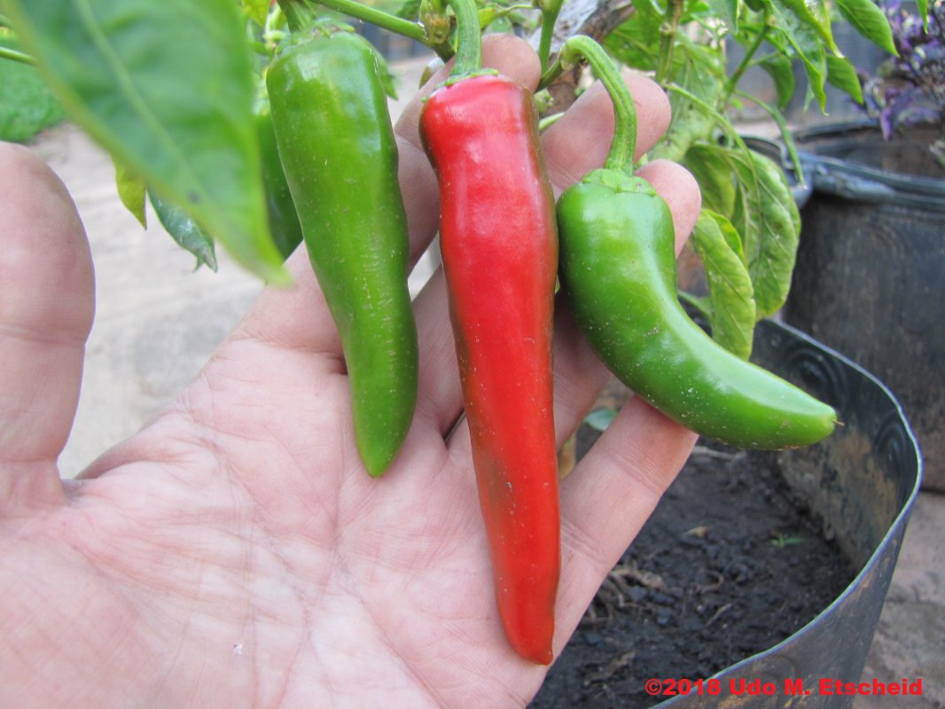 486_guajillo_frucht_04_11_2018_ok.jpg