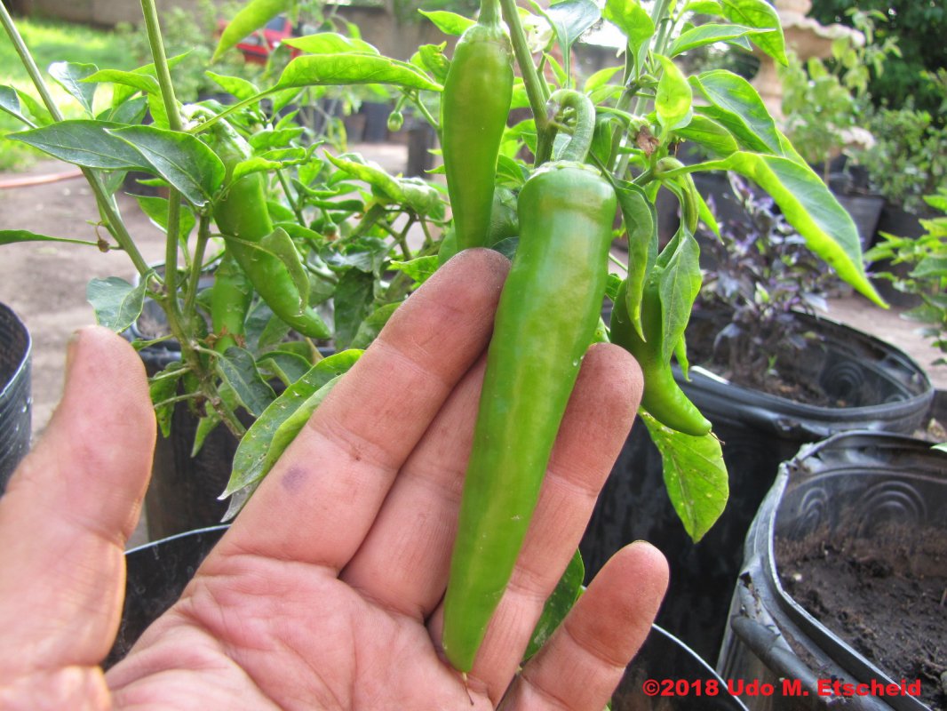 486_guajillo_frucht_06_10_2018_ok.jpg