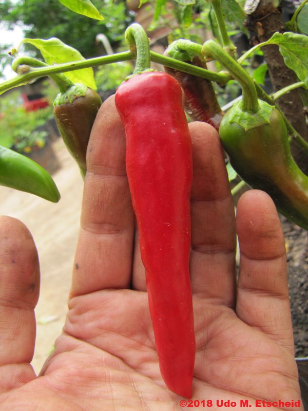 486_guajillo_frucht_10_11_2018_ok.jpg