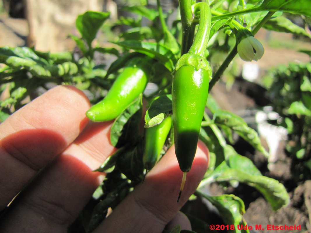 486_guajillo_frucht_22_09_2018_ok.jpg