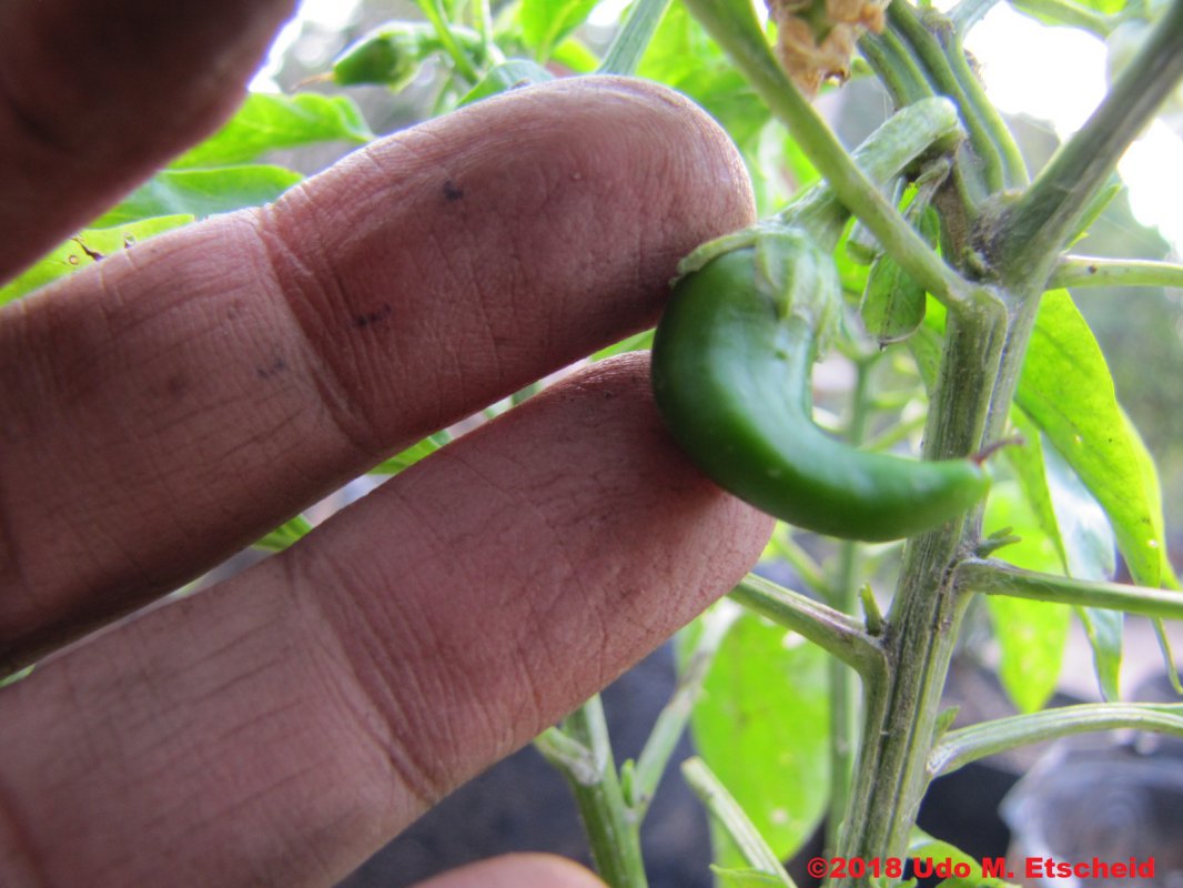486_guajillo_frucht_31_08_2018_ok.jpg