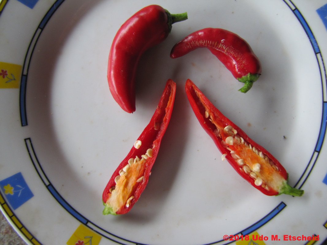 486_guajillo_teller_18_11_2018_ok.jpg