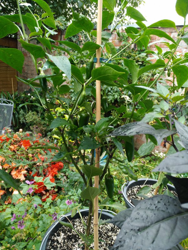 4_early jalapeno_1.jpg