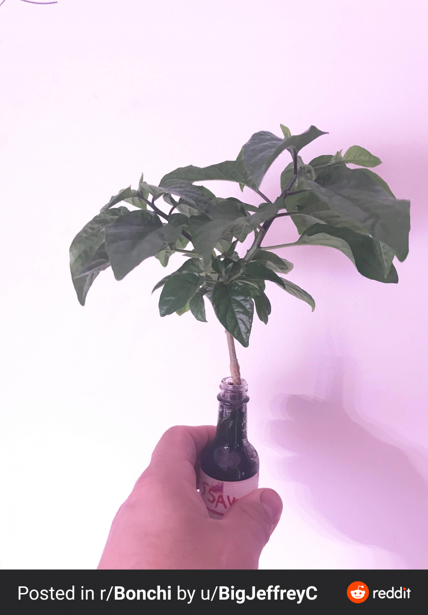 55bb755.png