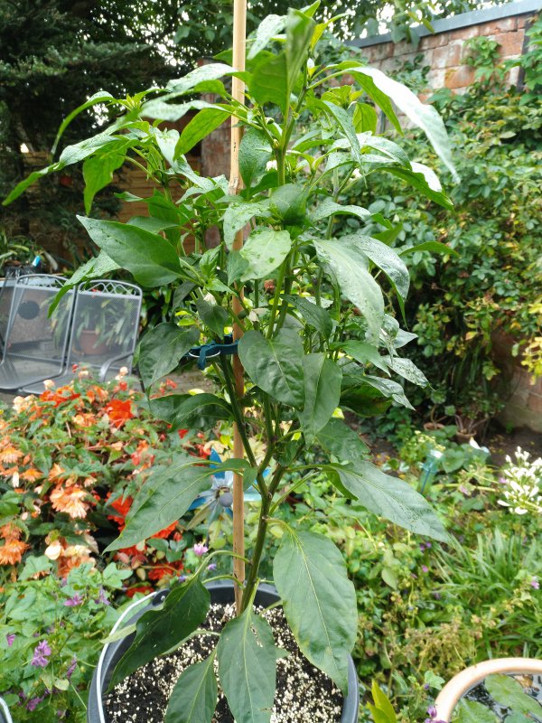 5_jalapeno gaucho_2.jpg