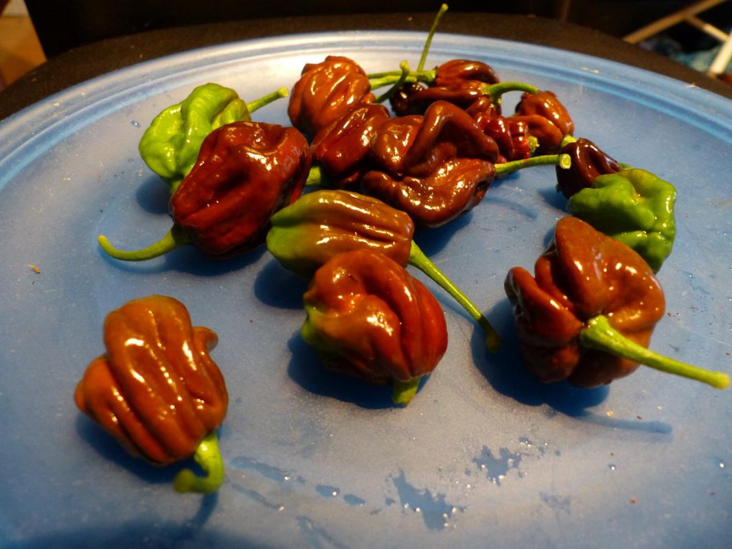 7pot congo.jpg