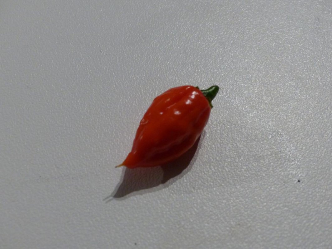 7potprimobeere.jpg