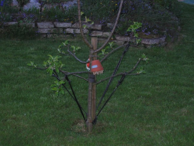 8b_Apfelbaum mit Ohrenkneifertopf_Pep und co 067.jpg