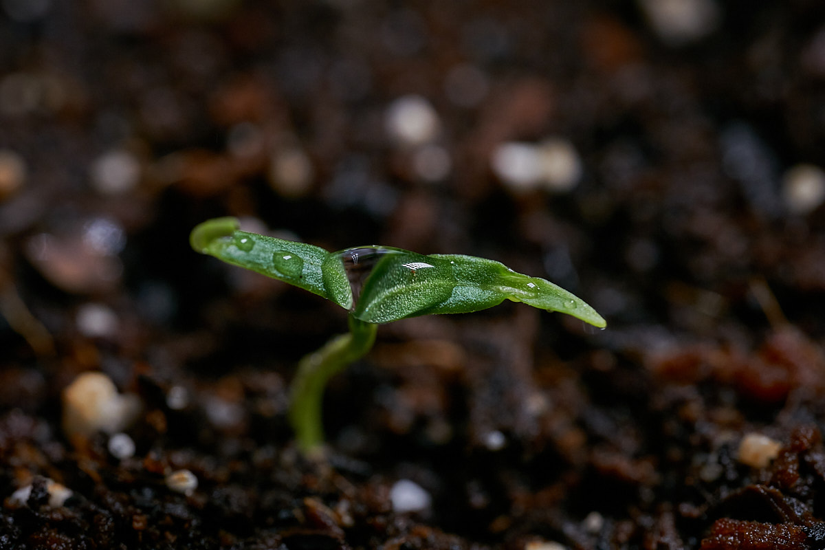 _DSC0590_cap1_small.jpg
