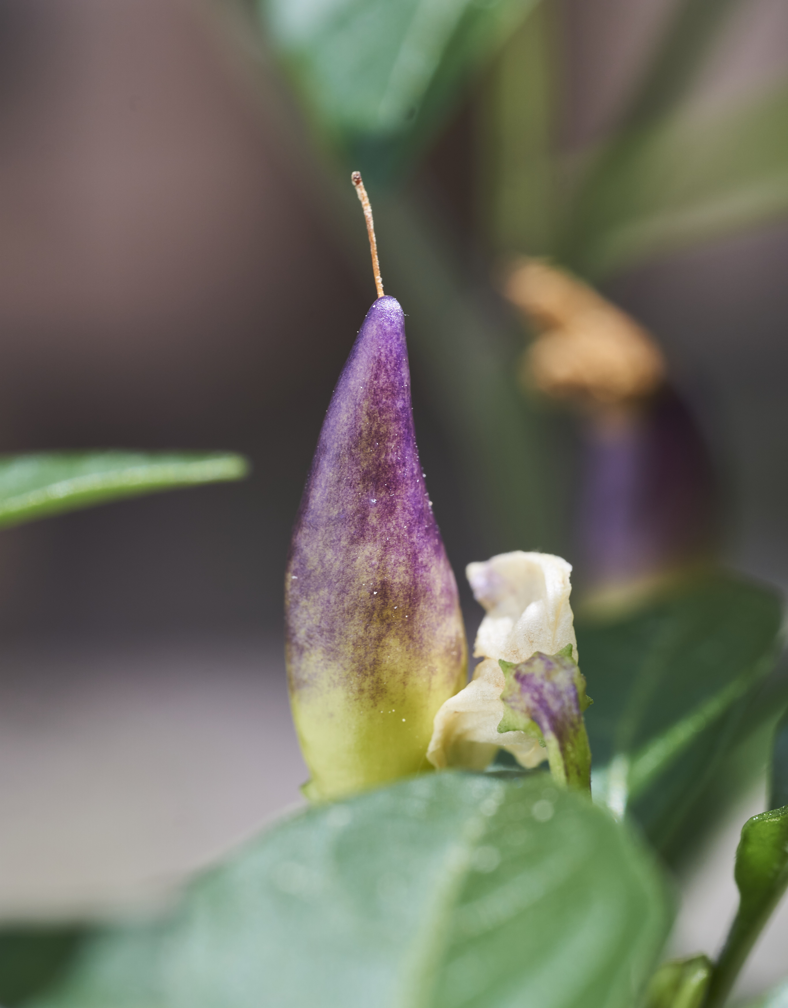 _DSC1370_c1_small.jpg
