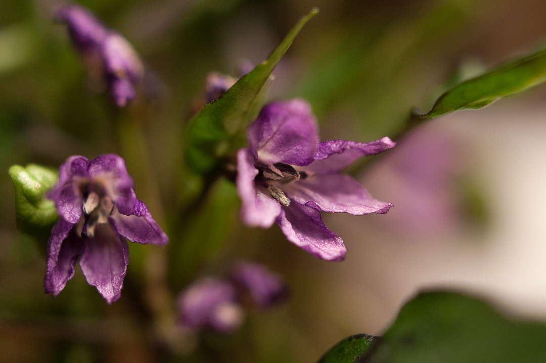 _DSC3714.jpg