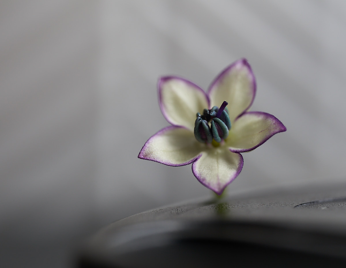 _DSC6934_cap1_small.jpg