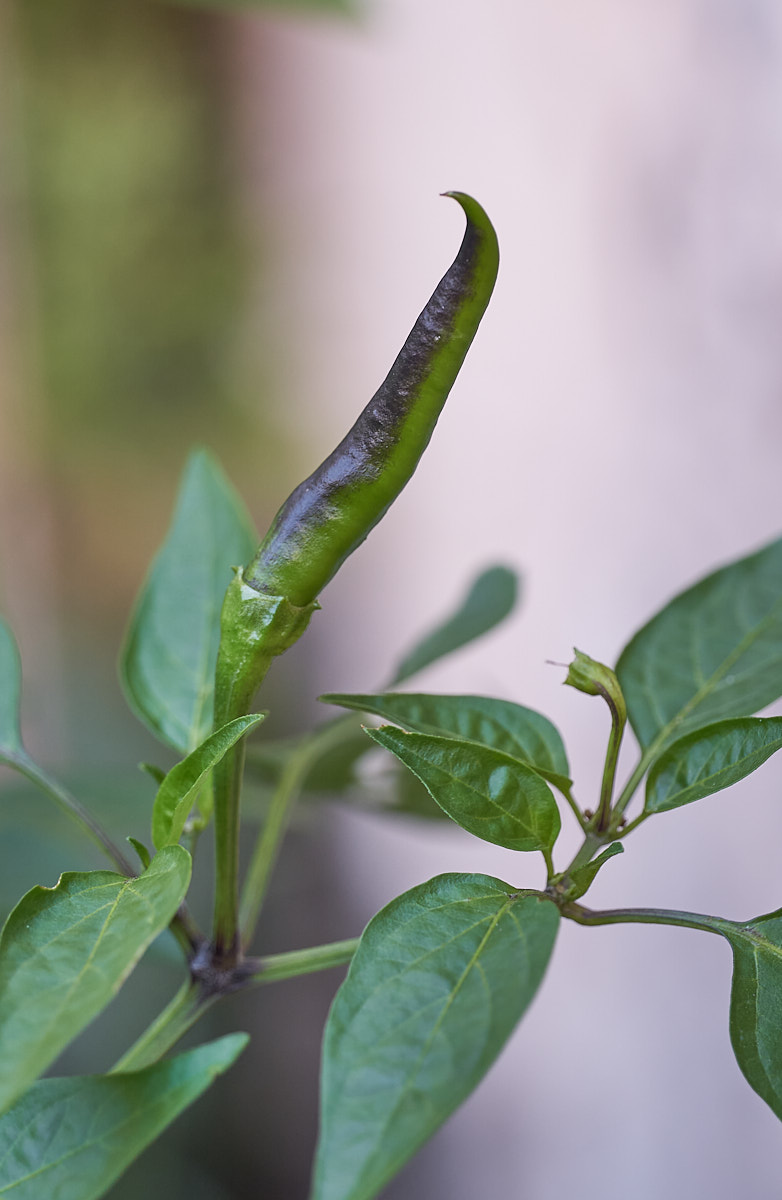 _DSC7564_cap1_small.jpg