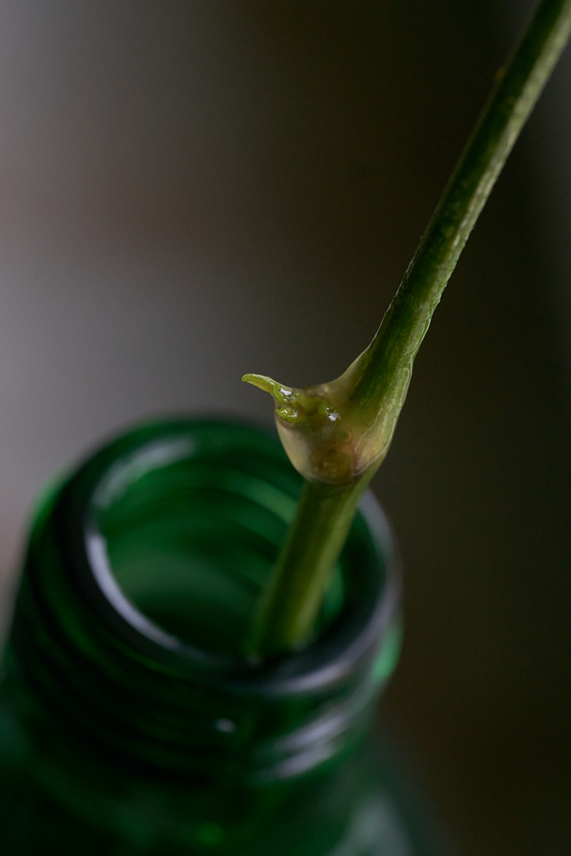 _DSC7839_cap1_small.jpg