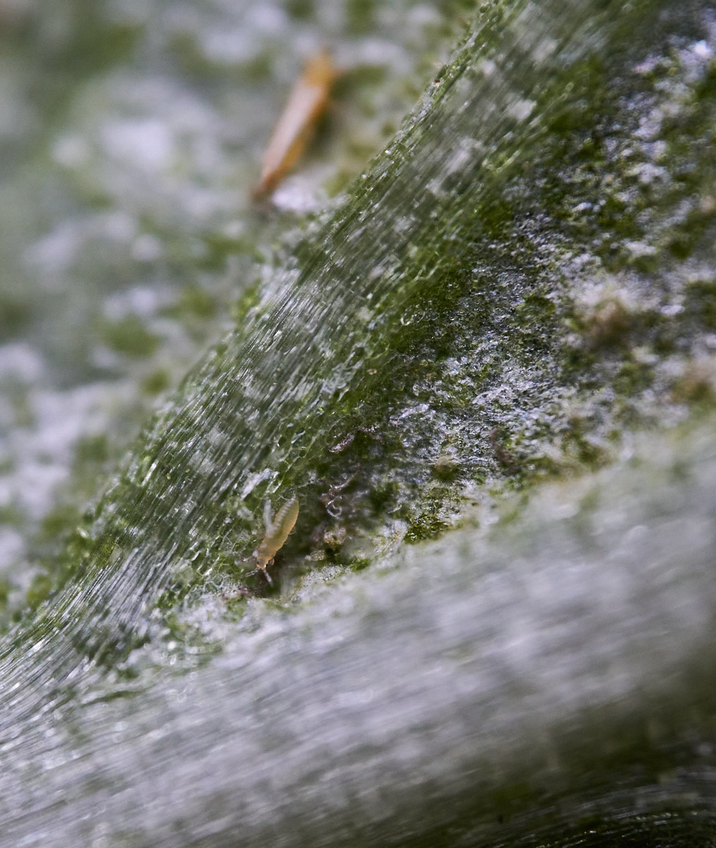 _DSC9347_cap1_small.jpg