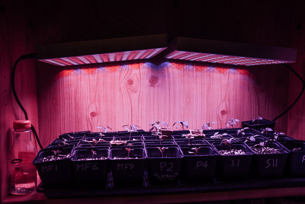 _DWP2658.jpg