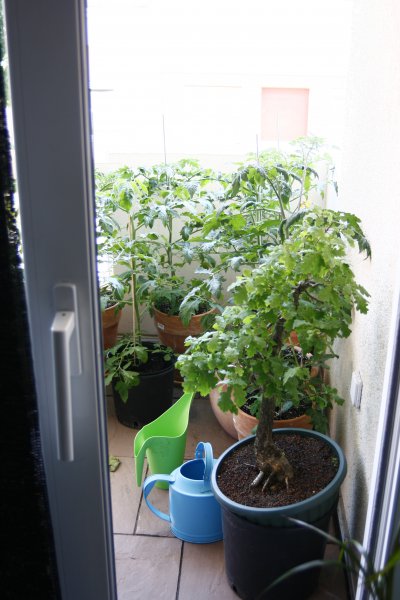 _MG_7781.JPG