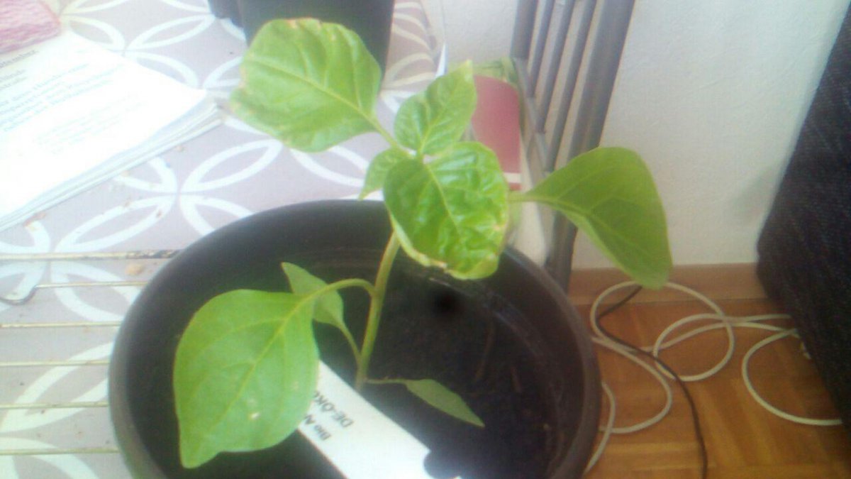 Aji 6.jpg