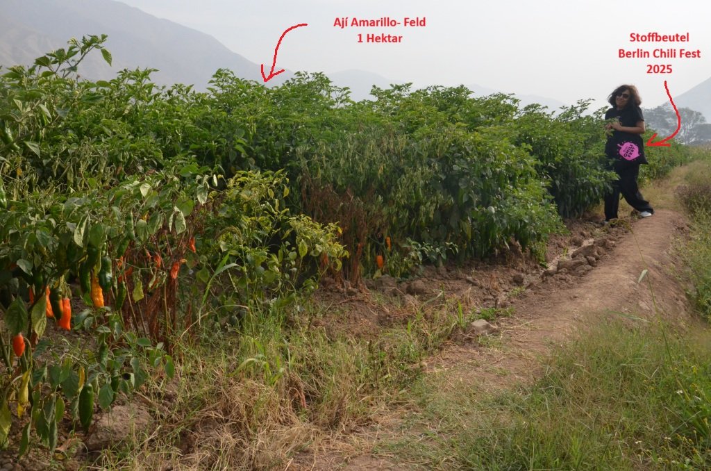 Aji-Amarillo-Feld-in-Peru.jpg
