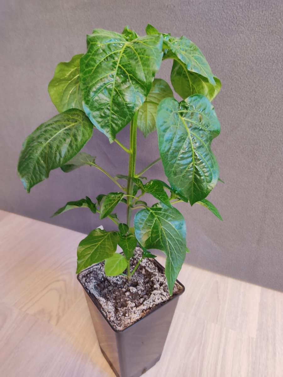 Aji Amarillo.jpg