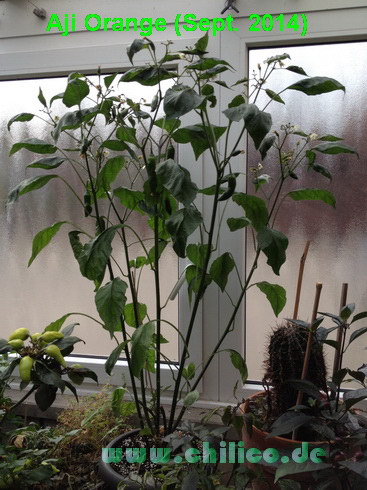 Aji Orange 20140930 www_chilico_de_1459 fuer hot pain.JPG