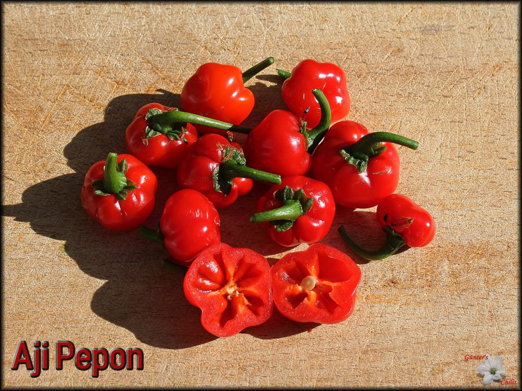 Aji Peon 06082018.JPG