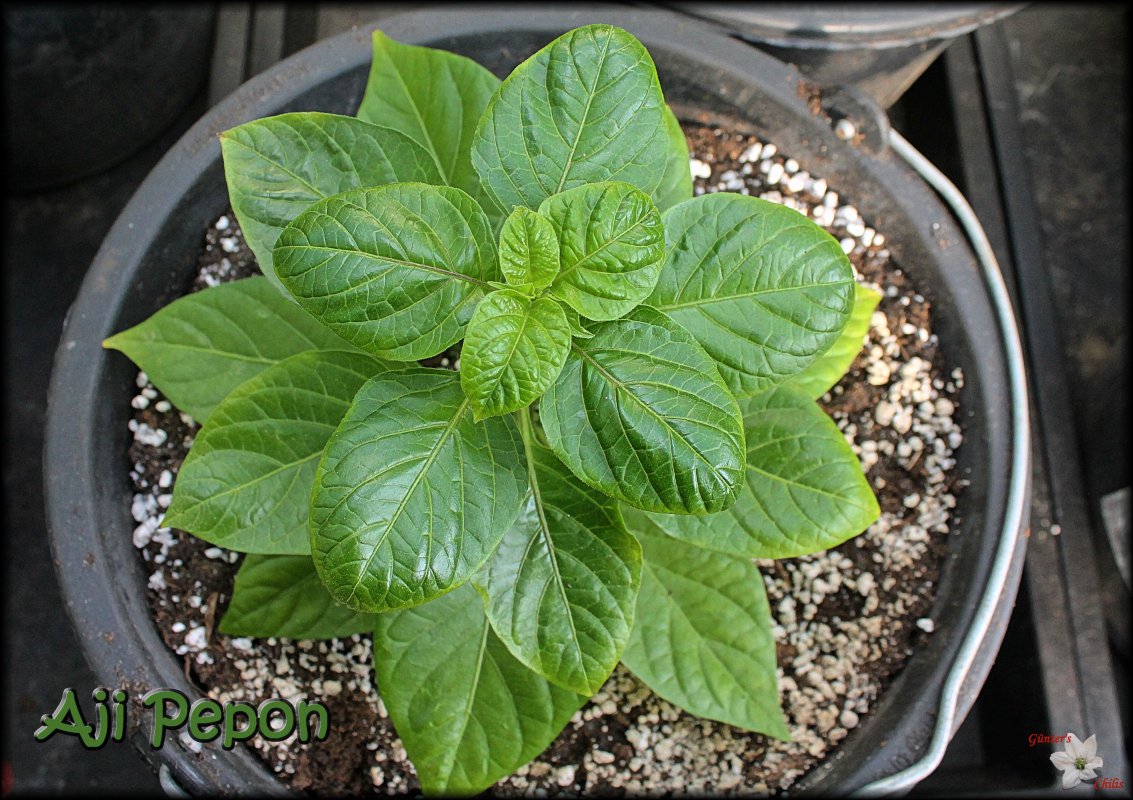 Aji Pepon.JPG