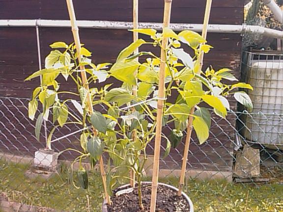 ancho2.JPG