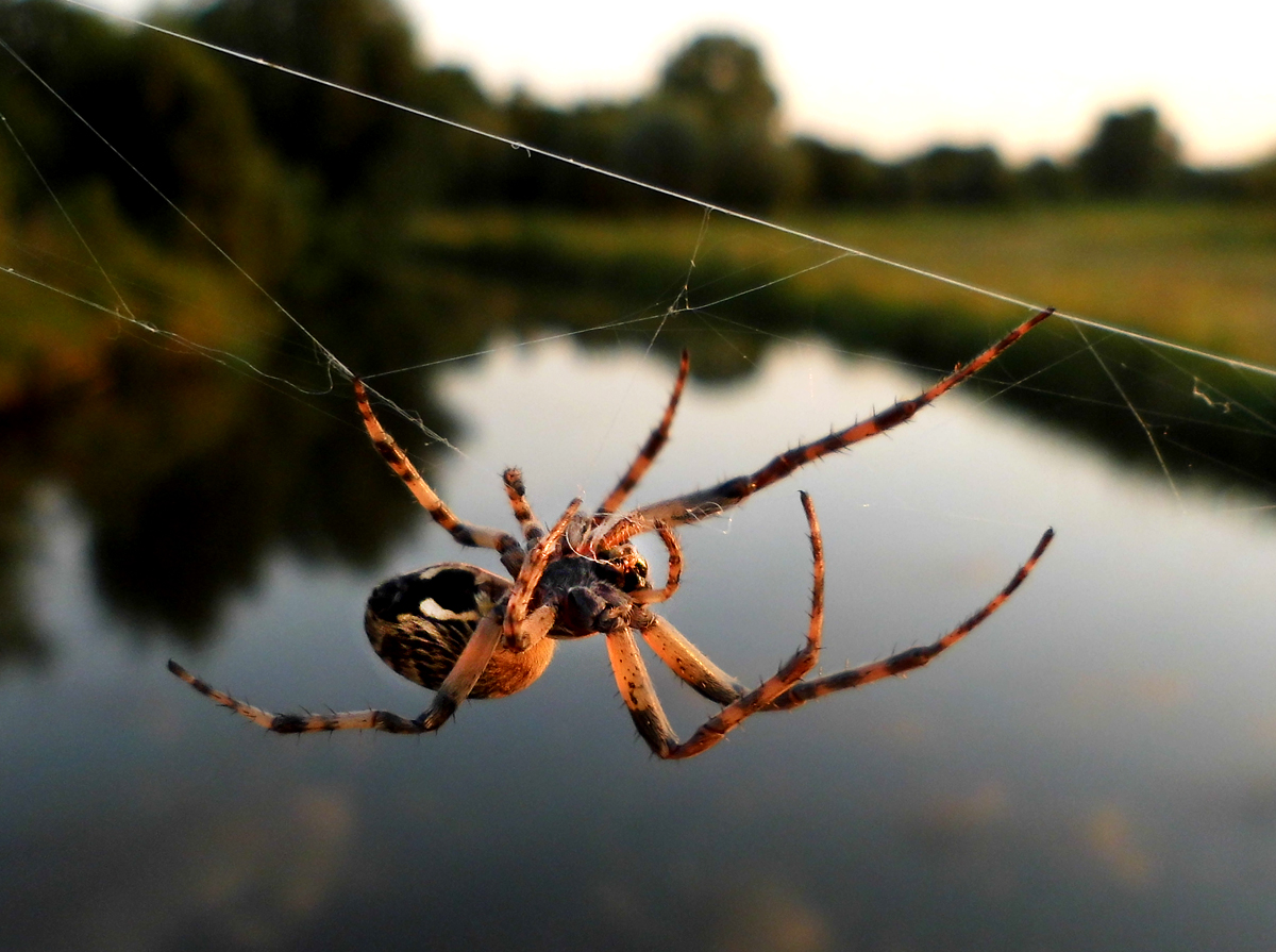 Araneus_diadematus-2.jpg