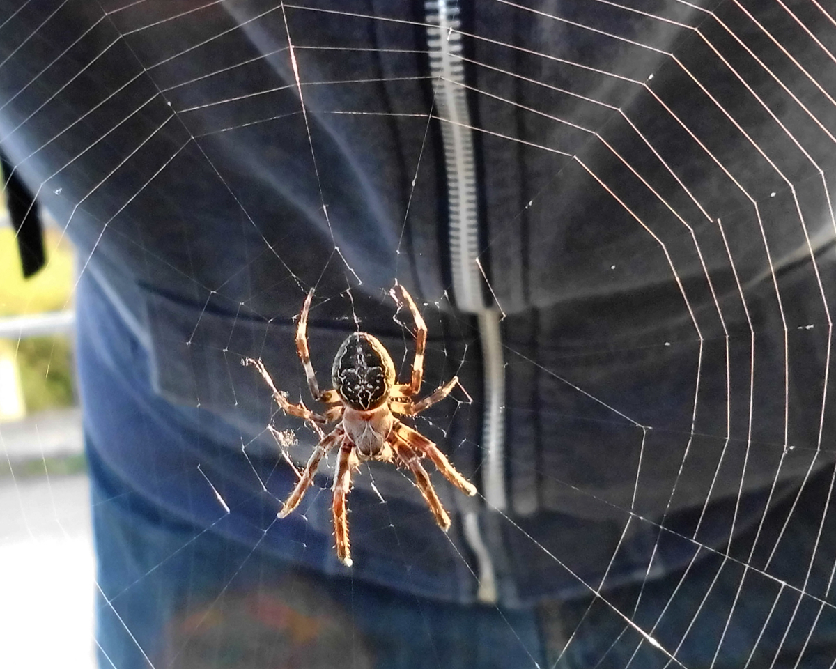 Araneus_diadematus-4.jpg