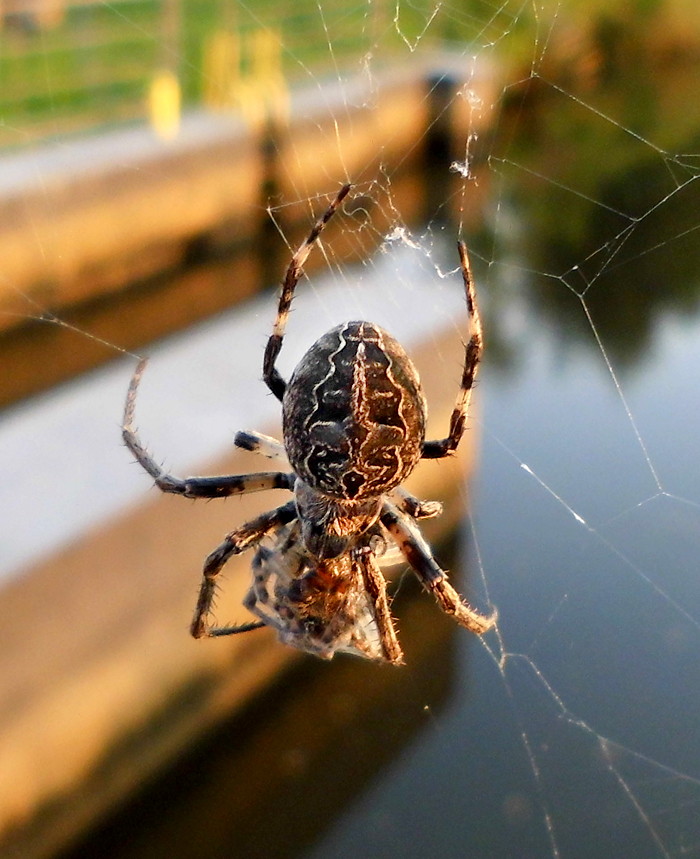 Araneus_diadematus-5.jpg