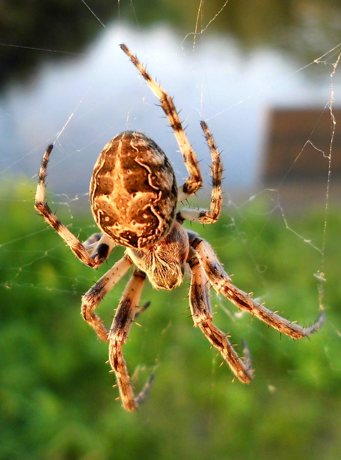 Araneus_diadematus-6.jpg