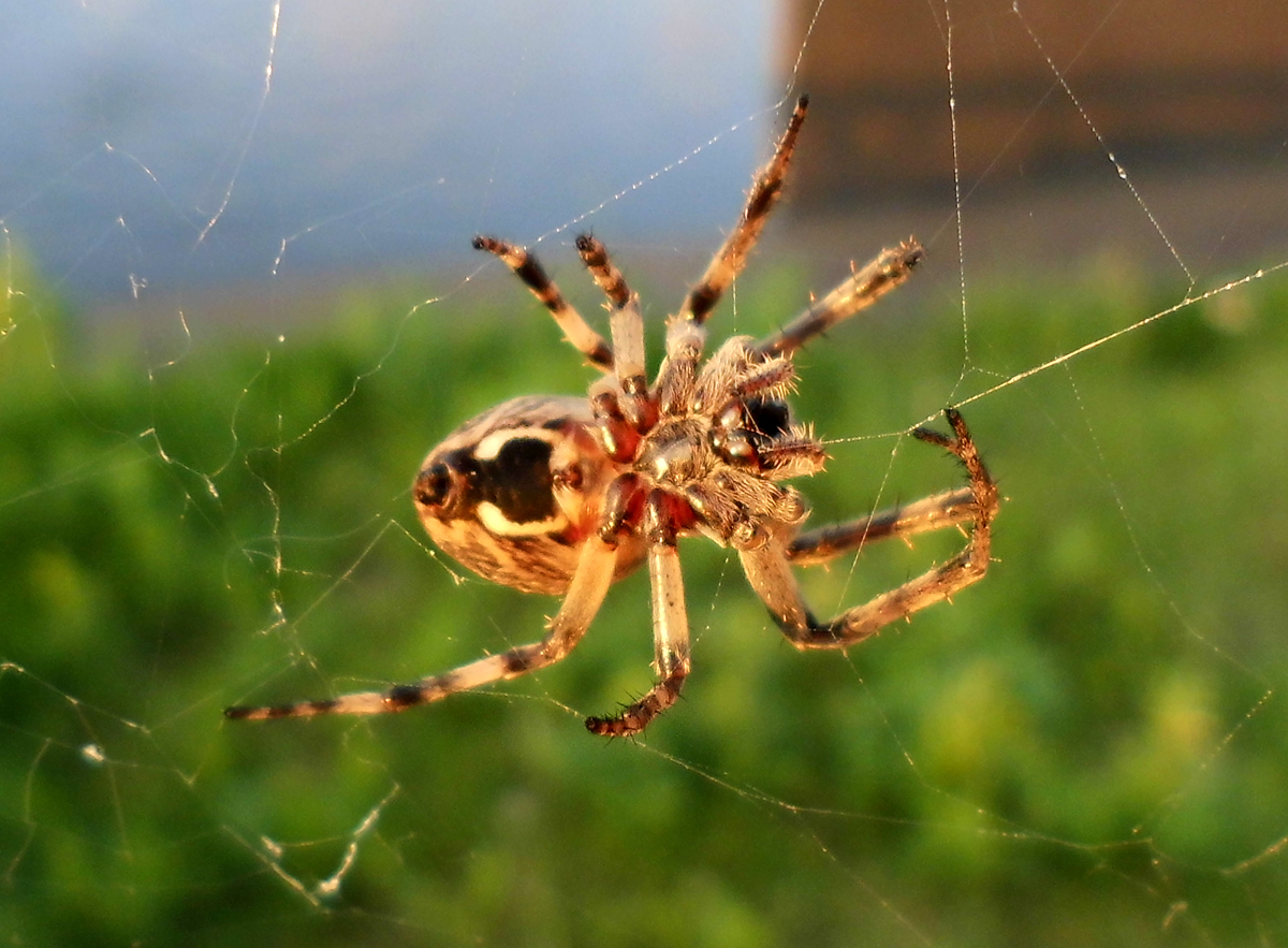 Araneus_diadematus-7.jpg