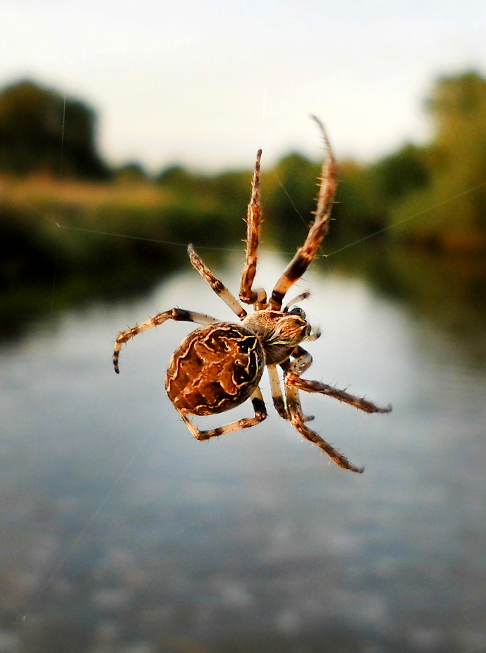 Araneus_diadematus-8.jpg