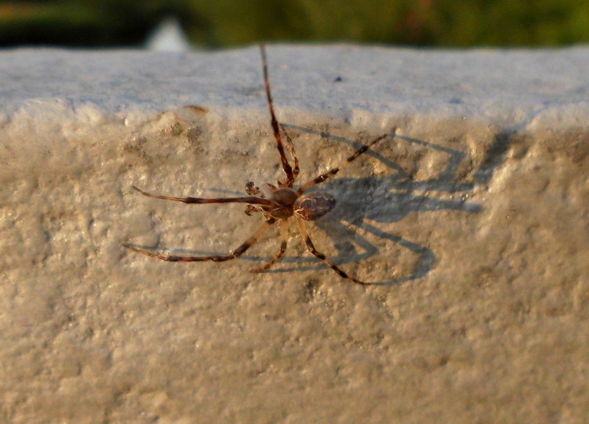 Araneus_diadematus-male.jpg