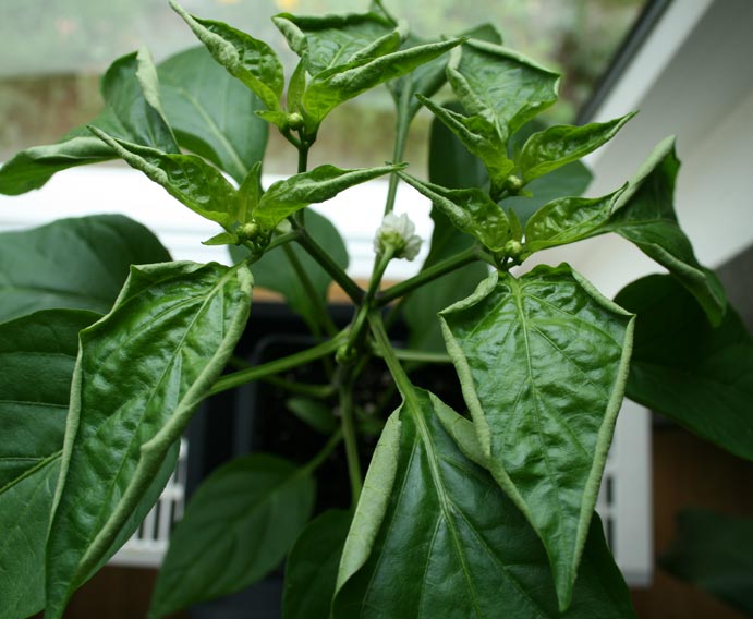Baby-Bell-1.jpg