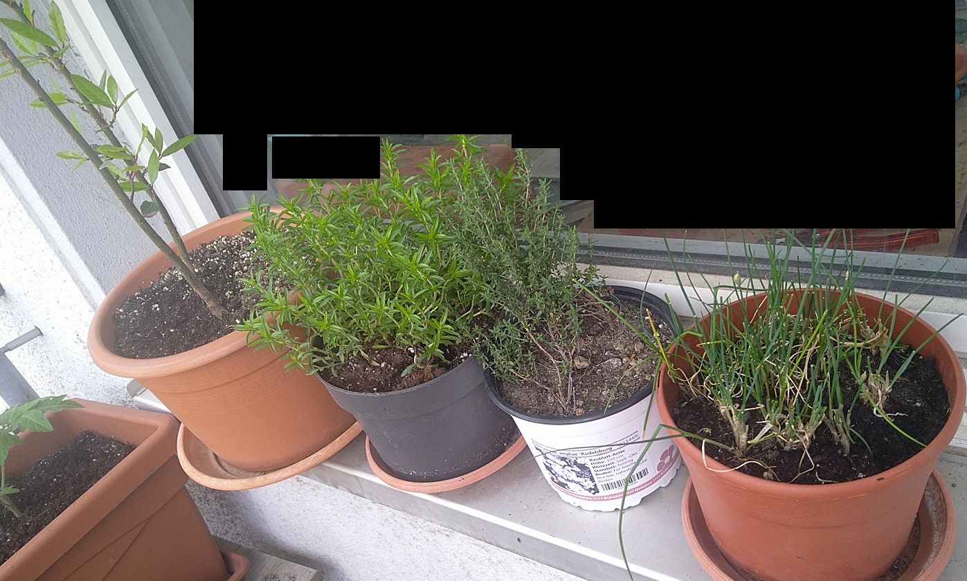 balkon_01052024_kraeuter.jpg
