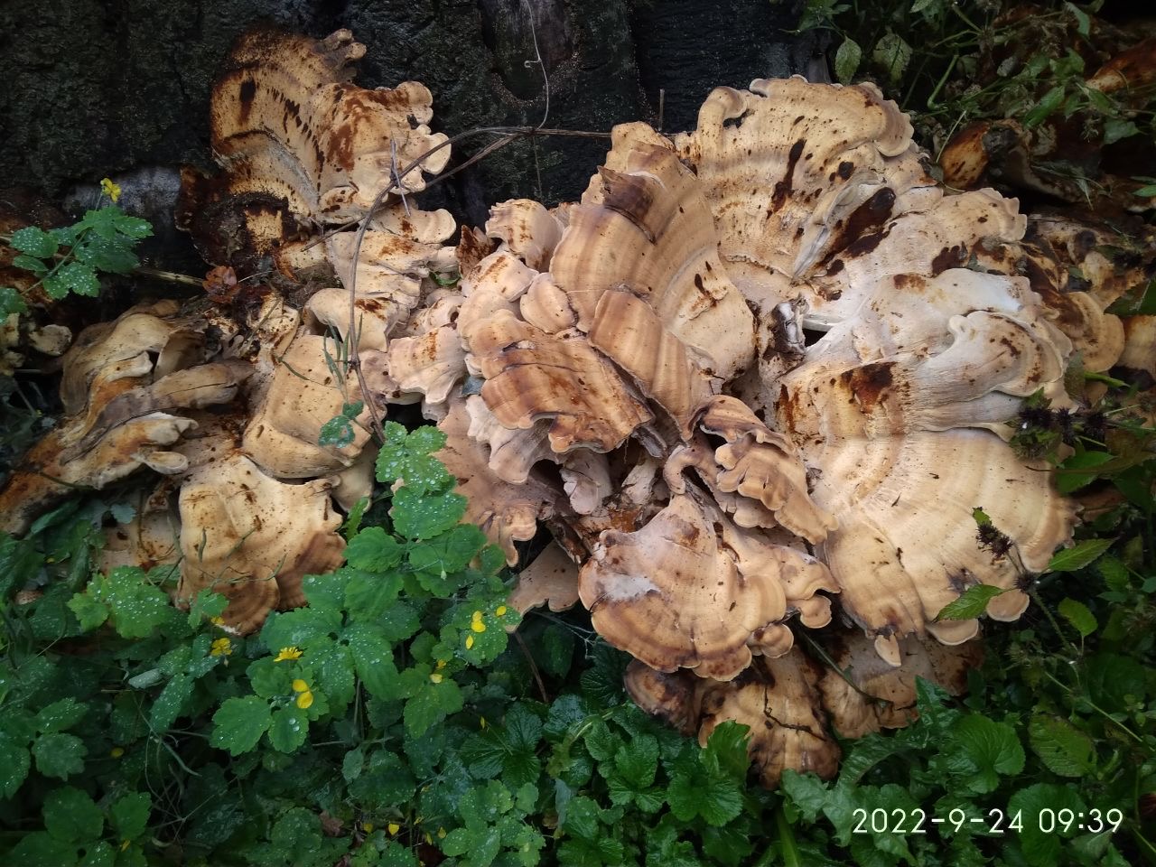BCEA70D8-989D-4316-9A40-84127AF89794.jpeg