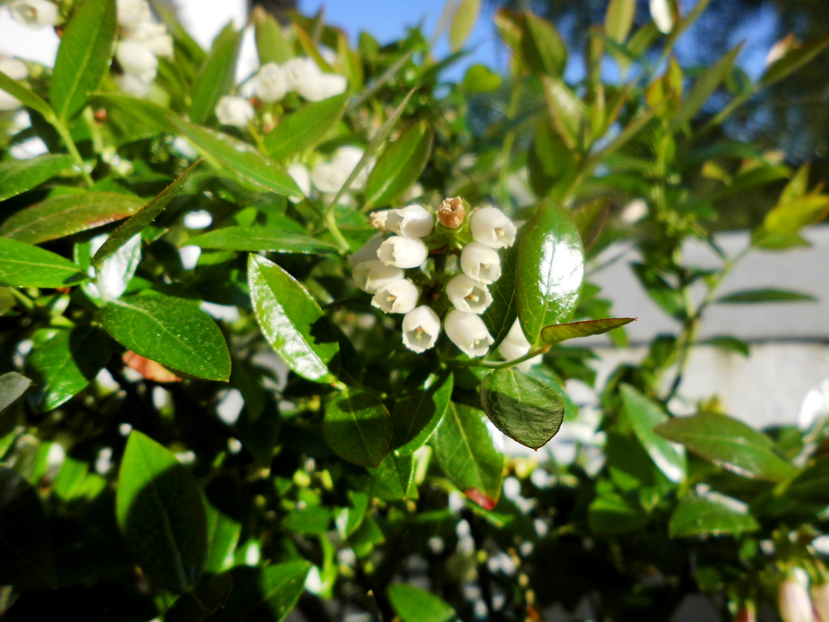 Berrybux-flowers.jpg